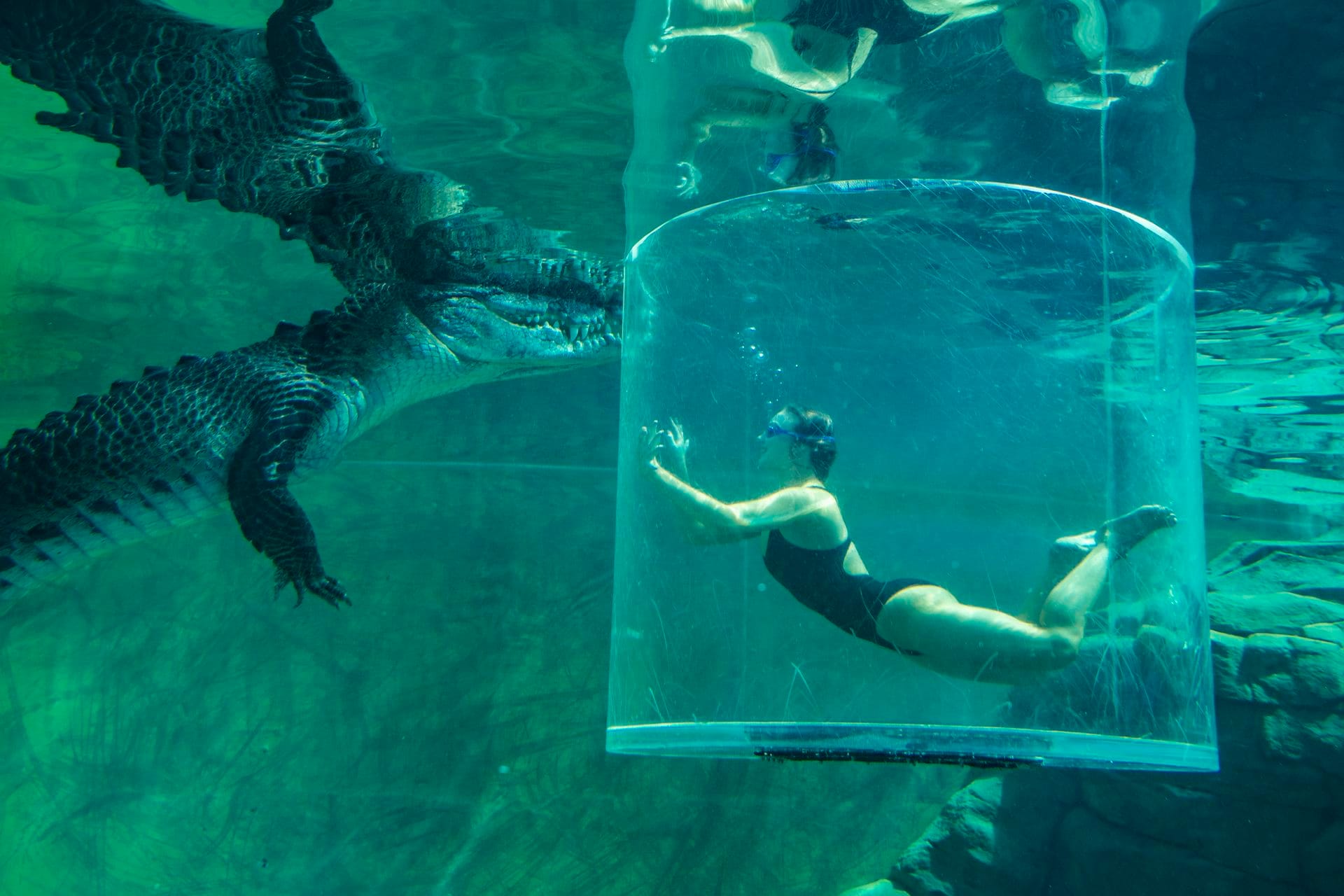 A person in a snorkel mask is inside a clear cylindrical tank underwater, facing a large crocodile in an aquarium setting.